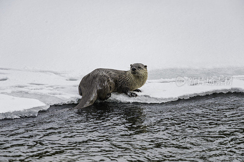 北美水獭，Lontra canadensis，也被称为北方水獭或普通水獭，是北美特有的半水栖哺乳动物。冬天在黄石河边和雪地里玩耍，黄石国家公园